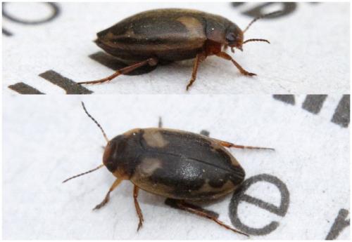 Hydroporus palustris